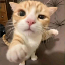 CopyCat