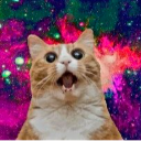 Everyone Meow