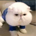 AprilX四月