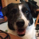 AttackDog
