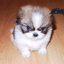 CrazyDog