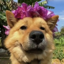 Bodhi