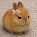 Mini Vixen
