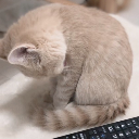 チャッピー