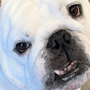 Dogkee