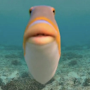 Minnow