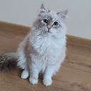 Katherine