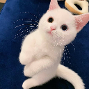 Baby Kitty
