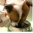 Brutus밥상 for Zen