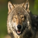 Big Bad Wolf