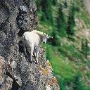 SketchyGoat