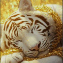 #白虎猫ˣᵀᴸ