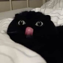 Asrora