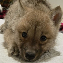WolfJr