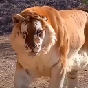 LittleLigerLad