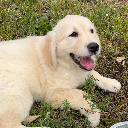 Puppy Pal
