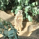 Meerkat