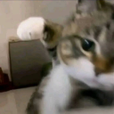 ᴊᴜɴɪᴄʜɪ࿐