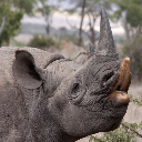 Rhino