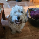 Lady Lucy