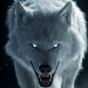 GRAY WOLF 2