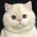 Baby bello 想睡覺 avatar