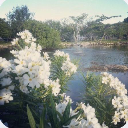 願能再見你一面