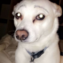 hotdog