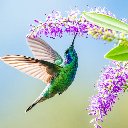 Birdie