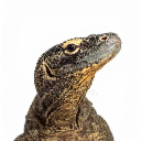 Bayawak
