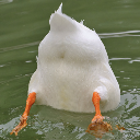 Gumduck