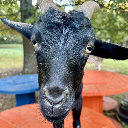 Mini Goat