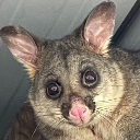 负鼠Possum