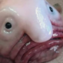 R100 BLOBFISH