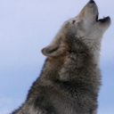 Wolfy
