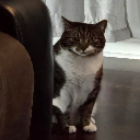 WidowTiger