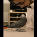 Flokiq8