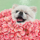 석사 ʕ·͡ᴥ፝֟·ʔ ও