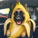 Banana Dog
