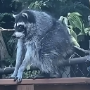 Jimothy