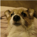 vvode