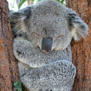 ChunkyKoala