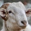 Mini Sheep