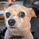 TotDawg
