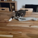 #llisostar