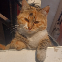 UMUT2