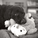 Baby Koda