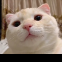 ᴾᴴKingInaMeow