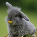 Lapin à Gege