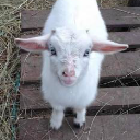 goat